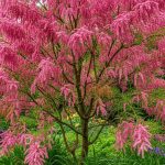 Plantez-le en fond de jardin : il pousse sans eau, protège du vent et fleurit en cascade