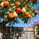 Le fruitier que plus personne ne plante et qui pourtant coche toutes les cases du jardin parfait