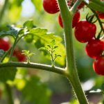 Ne coupez plus jamais les gourmands de vos tomates : voici pourquoi certains jardiniers les laissent