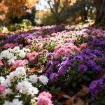 Voici la plante couvre-sol que vous pouvez planter en automne pour un tapis fleuri dès le printemps